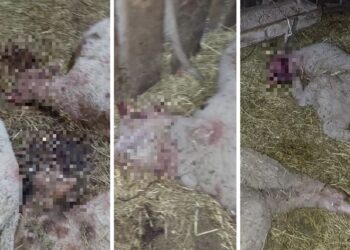 13-letnik s sekiro pokončal 12 ovc (VIDEO)