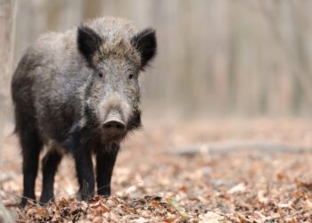 Ustrelil žival in jo ranjeno pustil trpeti v jarku