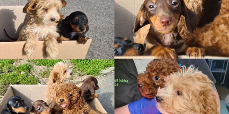 Policisti so pasje mladiče našli v škatlah brez hrane in vode (FOTO)