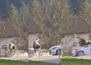 Uboga žival: Umrl konj, ki je pritekel na cesto v trenutku, ko je pripeljal avto (VIDEO)