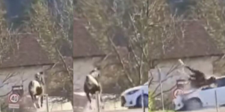 Uboga žival: Umrl konj, ki je pritekel na cesto v trenutku, ko je pripeljal avto (VIDEO)