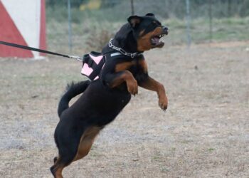 Rotvajler napadel sedemletno deklico: Zaradi hudih poškodb so jo s helikopterjem prepeljali v bolnišnico