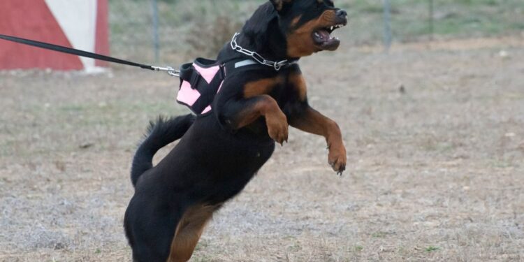 Rotvajler napadel sedemletno deklico: Zaradi hudih poškodb so jo s helikopterjem prepeljali v bolnišnico