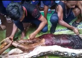 Piton pogoltnil 45-letnico: Najprej jo  je ugriznil, nato pa zadušil