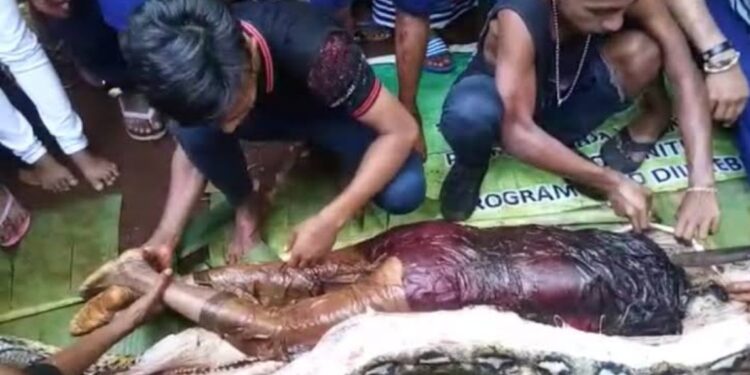 Piton pogoltnil 45-letnico: Najprej jo  je ugriznil, nato pa zadušil