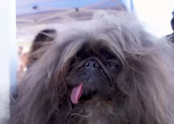 “Zdrav, srečen in glamurozno grd”: Wild Thang je najgrši pes na svetu (VIDEO)