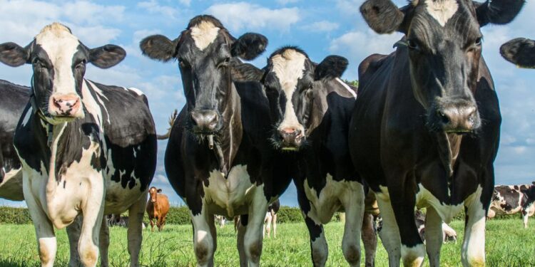 Krave ubile žensko, preiskava tragičnega napada se nadaljuje