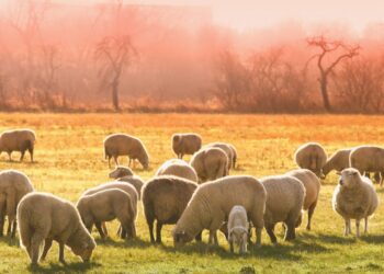 Volk, ki je teroriziral črede, odstreljen: Kaj sledi za solčavske rejce?