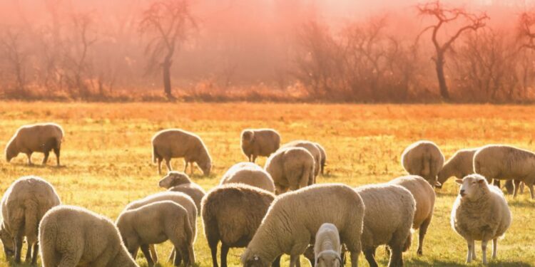 Volk, ki je teroriziral črede, odstreljen: Kaj sledi za solčavske rejce?
