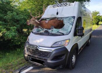 Nesreča na Krasu: Jelen prebil vetrobransko steklo kombija (FOTO)