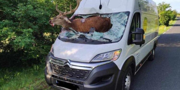 Nesreča na Krasu: Jelen prebil vetrobransko steklo kombija (FOTO)