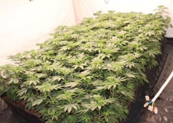 Hišna preiskava v Sloveniji: Srbski državljani ujeti pri gojenju konoplje (FOTO)