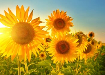 Pretežno jasno vreme z jugozahodnim vetrom, popoldne možne nevihte