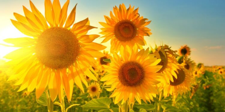 Pretežno jasno vreme z jugozahodnim vetrom, popoldne možne nevihte