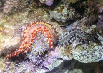 Ognjeni črv na hrvaških plažah: Povečana nevarnost za kopalce