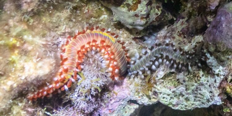 Ognjeni črv na hrvaških plažah: Povečana nevarnost za kopalce