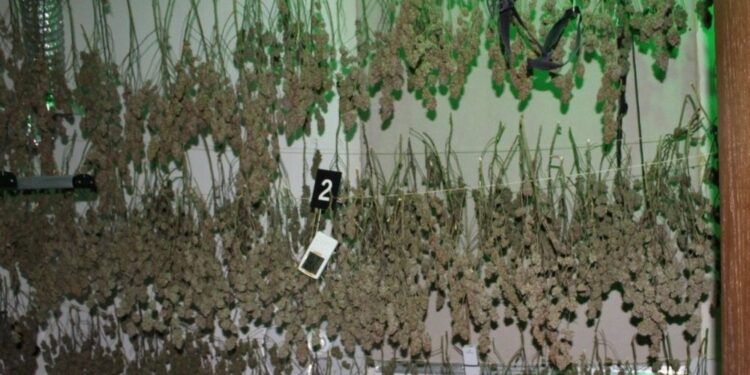 29-letnik iz Bohinja v posebnem prostoru gojil prepovedano drogo: Grozi mu do deset let zapora