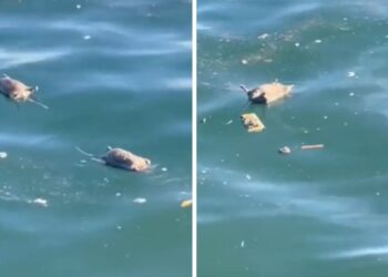 Kaj se dogaja? V našem morju sluz, v hrvaškem pa mrtve podgane! (VIDEO)