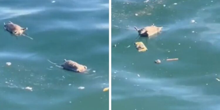 Kaj se dogaja? V našem morju sluz, v hrvaškem pa mrtve podgane! (VIDEO)