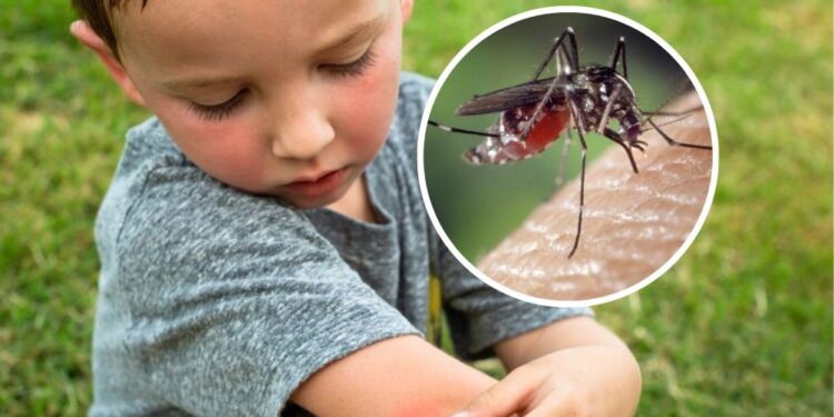 Tigrasti komar se širi po Evropi: Nova grožnja za zdravje