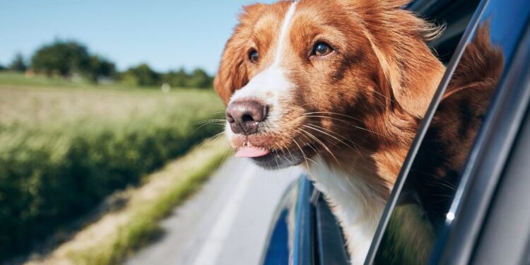 Kako na potovanje s svojimi štirinožnimi prijatelji?