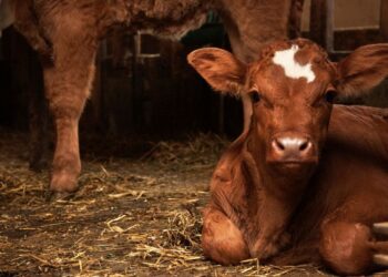 Požar bil usoden za osem telet, povzročila ga je strela