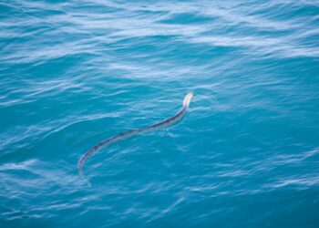 Panika na kopališču: Kača se ji je ovila okoli vratu!