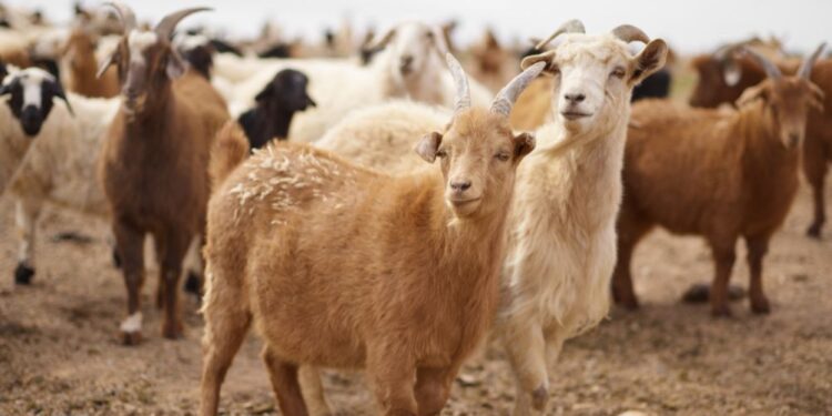 Izbruh kozje kuge v Grčiji: Zaklali že tisoče živali