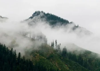 Na Krasu ponovno izbruhnil požar, ogenj gasita tudi air tractorja