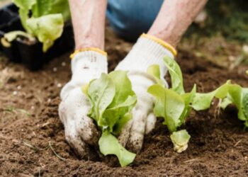 Sosedov vandalizem: Izruvane vrtnine, razbita ograja in cvetlični lončki