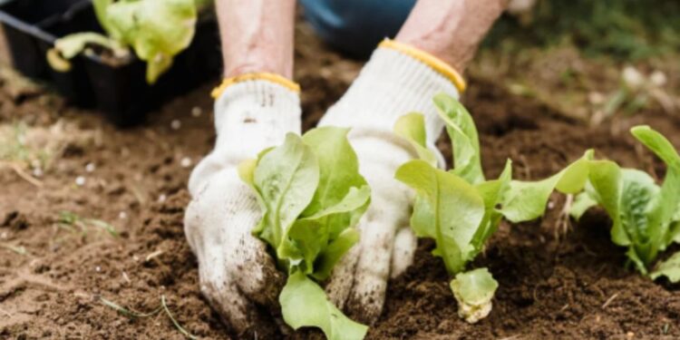 Sosedov vandalizem: Izruvane vrtnine, razbita ograja in cvetlični lončki