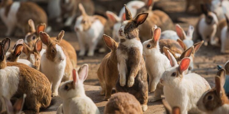 Povečano število hospitalizacij zaradi zajčje mrzlice na Kliniki Golnik