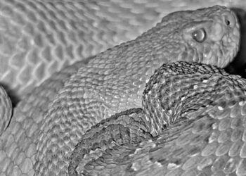 24-urni prenos iz mega brloga klopotač navdušuje ljubitelje kač (LIVE VIDEO)