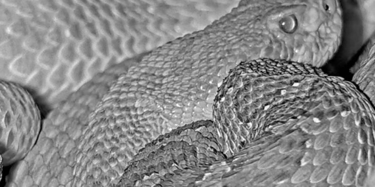 24-urni prenos iz mega brloga klopotač navdušuje ljubitelje kač (LIVE VIDEO)