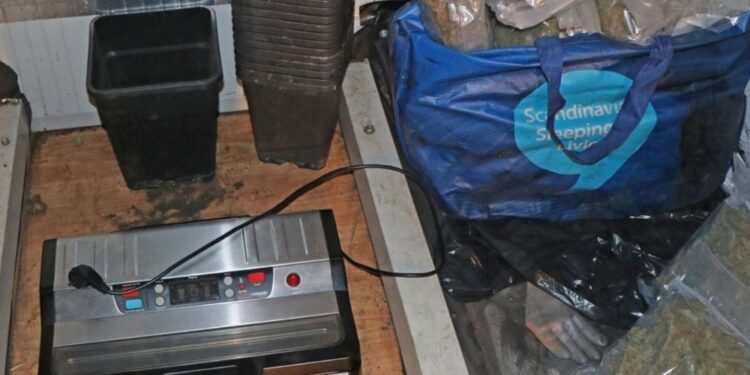 Na Idrijskem odkrili enega največjih laboratorijev za konopljo v Sloveniji (FOTO)