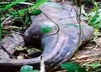 Piton pogoltnil žensko