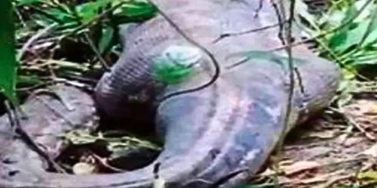 Piton pogoltnil žensko