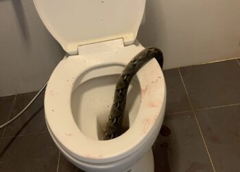 Kača v stranišču: Moškega ugriznila kača, medtem ko je sedel na školjki (VIDEO)