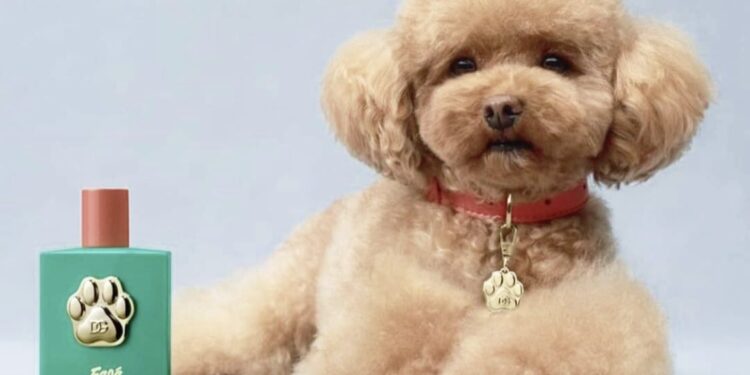 Dolce & Gabbana lansirala luksuzni parfum za pse