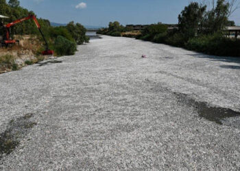 Okoljska nesreča v Grčiji: 70 ton mrtvih rib v voloskem pristanišču (VIDEO)