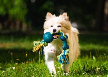 Ljubljana odpira največji pasji park