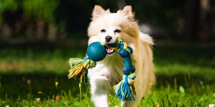 Ljubljana odpira največji pasji park