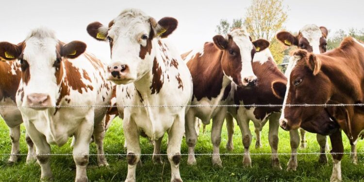 Danska z novim davkom na krave: Bo Slovenija sledila?