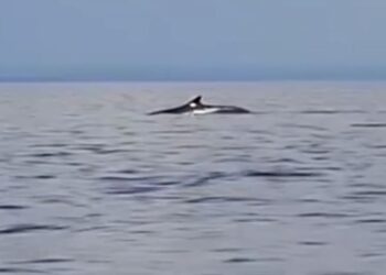 Trije brazdasti kiti navdušili v Piranskem zalivu (FOTO)