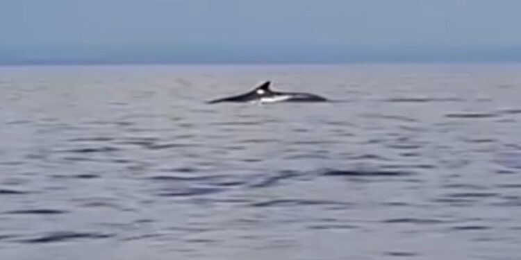 Trije brazdasti kiti navdušili v Piranskem zalivu (FOTO)