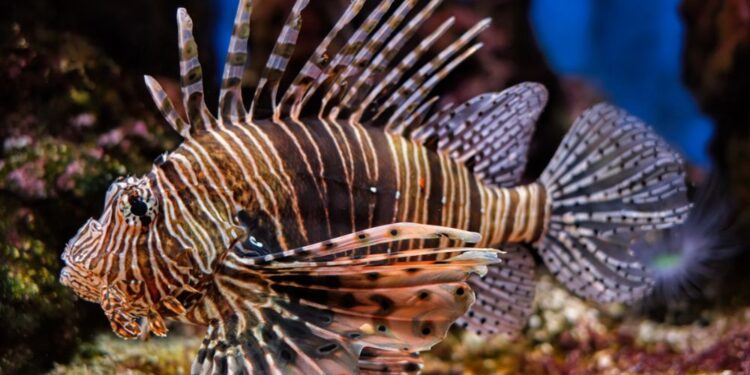 V Narodnem parku Mljet opazili invazivno strupeno ribo veliko plamenko