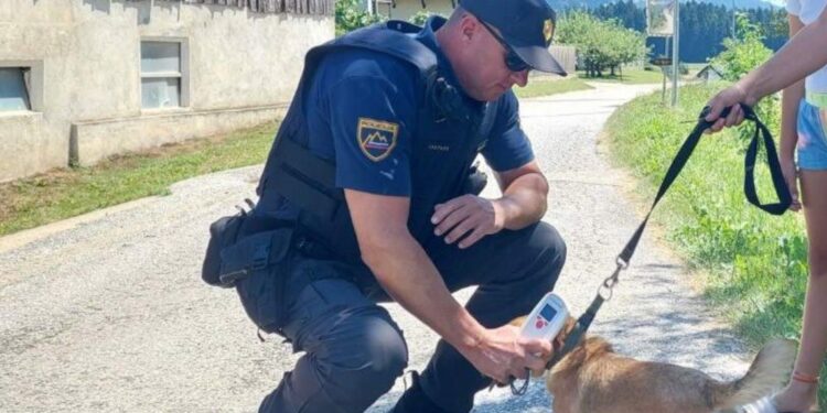 Policisti na območju Celja s kontrolami tudi na sprehajalnih poteh: Psi morajo biti na povodcih
