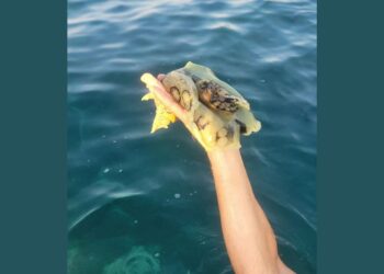 Tropski vsiljivec v Istri: V Premanturi odkrili novo vrsto morskega polža (FOTO)