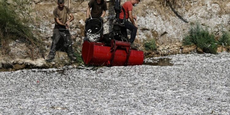 Pristanišče Volos preplavljeno s poginulimi ribami: Prebivalci in turisti v šoku (FOTO)