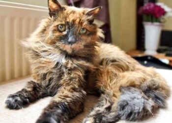 Umrla Rosie, mačka rekorderka s 33 leti življenja